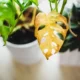 8 reasons why houseplants are dying