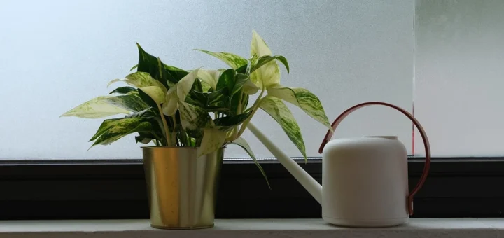 8 steps to save a flooded plant