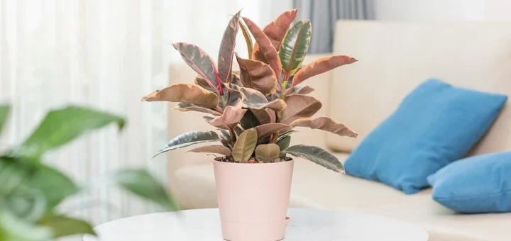 Ficus in interior design