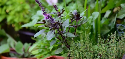 From herbs and spices