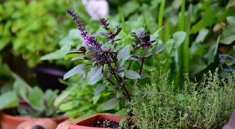 From herbs and spices
