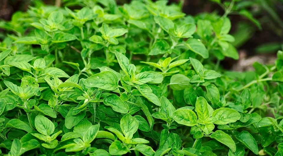 Fill in the gaps with herbs