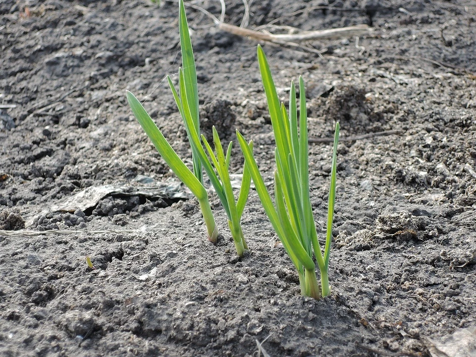All about spring feeding of garlic