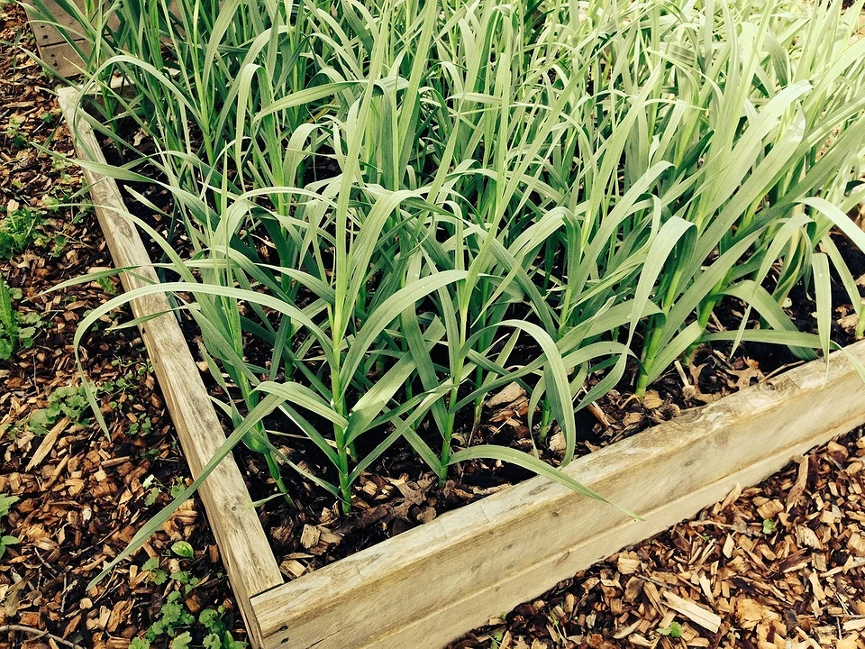Rules for applying fertilizers