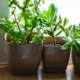 How to get rid of gnats in indoor plants