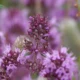 How to harvest and dry thyme
