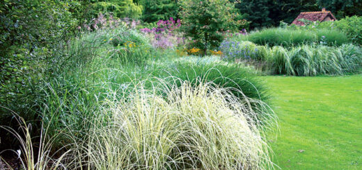 Ornamental grasses in the garden
