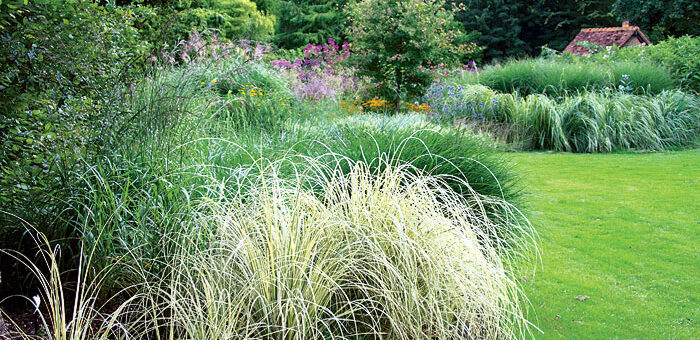 Ornamental grasses in the garden