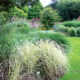 Ornamental grasses in the garden
