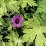 Ornamental grasses in the garden: grass varieties, features of creating and caring for grass gardens Geranium Ann Folkard
