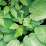 Ornamental grasses in the garden: grass varieties, features of creating and caring for grass gardens Dogwood Aurea
