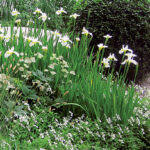 Ornamental grasses in the garden: grass varieties, features of creating and caring for grass gardens Siberian iris Alba