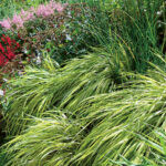Ornamental grasses in the garden: grass varieties, features of creating and caring for grass gardens Hakonechloa aureola