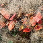 Ornamental grasses in the garden: grass varieties, features of creating and caring for grass gardens Leathery skumpia
