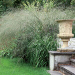 Ornamental grasses in the garden: grass varieties, features of creating and caring for grass gardens Ornamental grasses in the garden