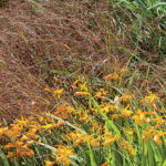 Ornamental grasses in the garden: grass varieties, features of creating and caring for grass gardens Ornamental grasses in the garden