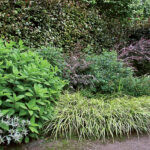 Ornamental grasses in the garden: grass varieties, features of creating and caring for grass gardens Ornamental grasses in the garden