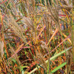 Ornamental grasses in the garden: grass varieties, features of creating and caring for grass gardens Miscanthus Rotsilber