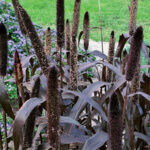 Ornamental grasses in the garden: grass varieties, features of creating and caring for grass gardens Ornamental grasses in the garden
