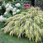 Ornamental grasses in the garden: grass varieties, features of creating and caring for grass gardens Ornamental grasses in the garden