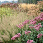 Ornamental grasses in the garden: grass varieties, features of creating and caring for grass gardens Atropurpureum (3), Purple Bush (3a)
