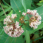 Ornamental grasses in the garden: grass varieties, features of creating and caring for grass gardens Siberian cottonwood