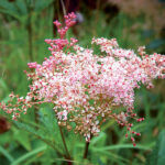 Ornamental grasses in the garden: grass varieties, features of creating and caring for grass gardens Red meadowsweet Venusta Magnifica