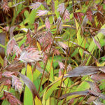 Ornamental grasses in the garden: grass varieties, features of creating and caring for grass gardens Broadleaf flat-stemmed plant