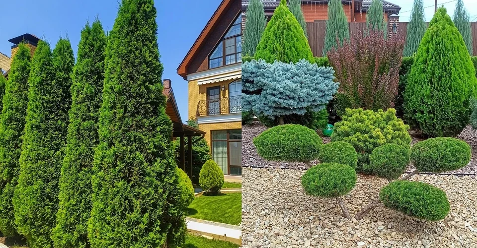 Thuja trees in landscape design