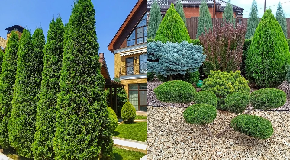 Thuja trees in landscape design