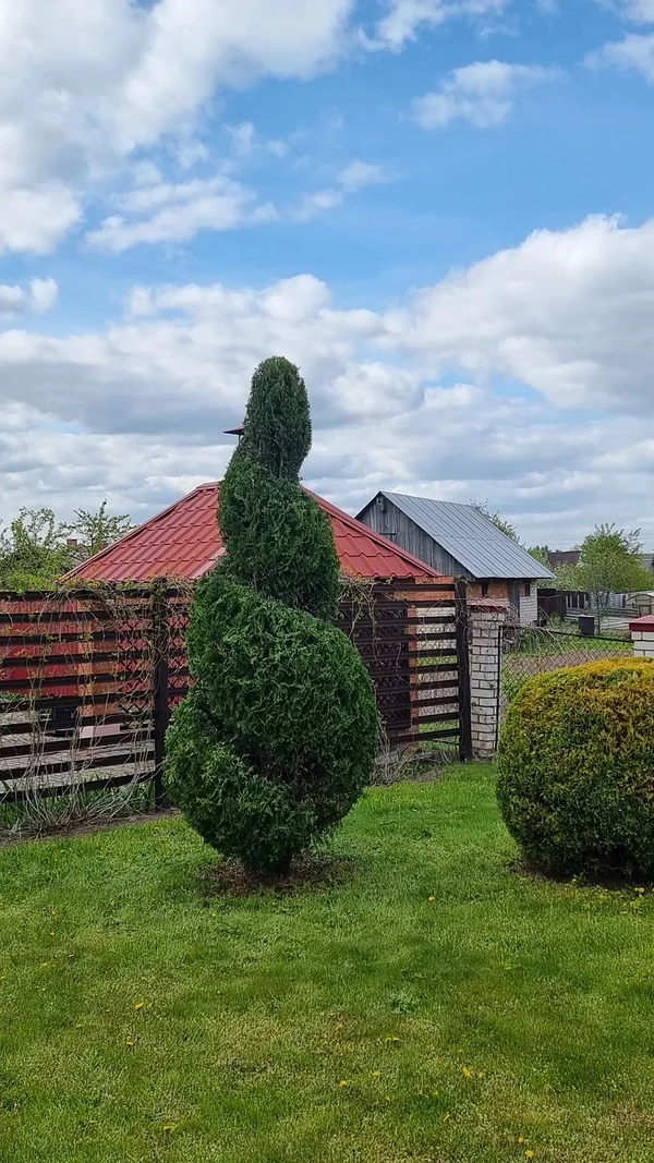 How to arrange thuja trees on your property