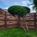 Thuja trees in landscape design: how to arrange them and what to combine them with (64 photos) Thuja trees in landscape design