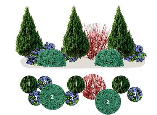 What thuja trees go well with