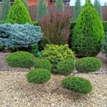 Thuja trees in landscape design: how to arrange them and what to combine them with (64 photos) Thuja trees in landscape design
