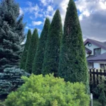 Thuja trees in landscape design: how to arrange them and what to combine them with (64 photos) Thuja trees in landscape design