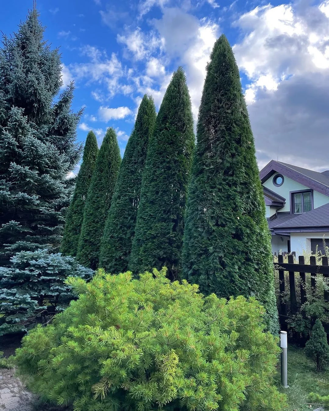 What thuja trees go well with
