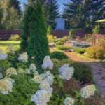 Thuja trees in landscape design: how to arrange them and what to combine them with (64 photos) Thuja trees in landscape design